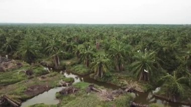 Akbalıkçıllar palmiye dallarında kalır..