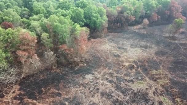 Terreno asciutto di fronte cespuglio verde . — Video Stock