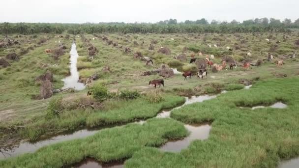 Vacas caminan en la plantación de palma aceitera después de claro . — Vídeo de stock