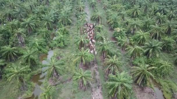 Grupo de vacas permanecen juntas en plantación de palma aceitera . — Vídeo de stock