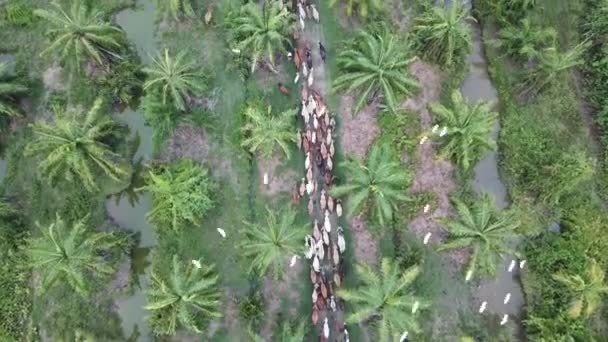 Vista aerea garzette bianche volare sopra la testa di mucche . — Video Stock