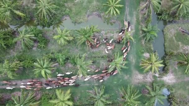 Letecký pohled krávy odbočit vlevo v olejové palmy kombi. — Stock video