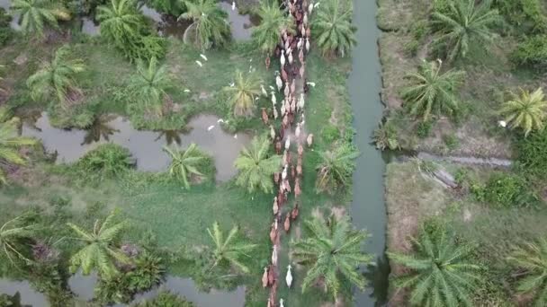 Drone shot white egrets fly towards cows direction. — Stock Video