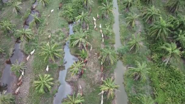 Vacas de visão aérea caminham em direção à mesma direção . — Vídeo de Stock