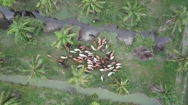 Mouche aérienne plus près des vaches dans un domaine de palmiers à huile .
