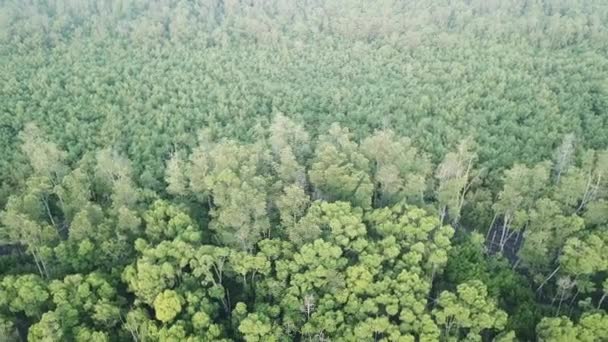 Вид сверху на мангровый лес с воздуха в Batu Kawan, Пенанг, Малайзия . — стоковое видео