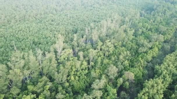 Вид с воздуха на мангровые деревья в Малайзии, Юго-Восточной Азии . — стоковое видео