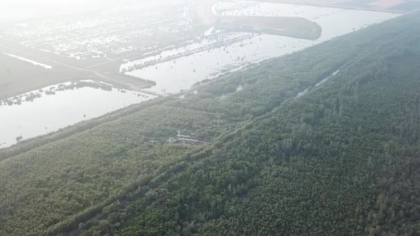 Aerial view mangrove tree and deforestation at the back. — Stock Video