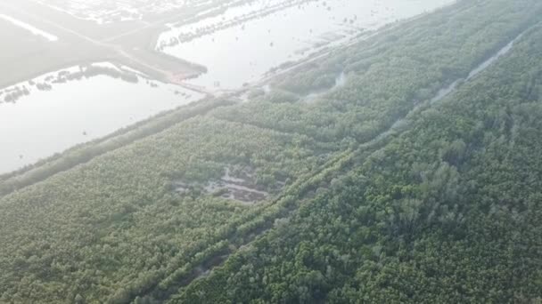 Luchtfoto mangrove bomen bos in de ochtend met mist. — Stockvideo