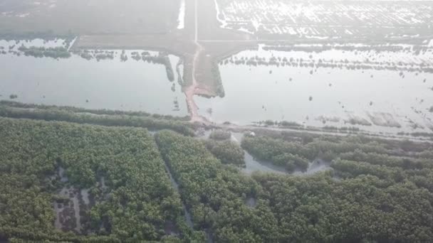 Vista aerea albero di mangrovie. E la terra dopo la radura della foresta sul retro . — Video Stock