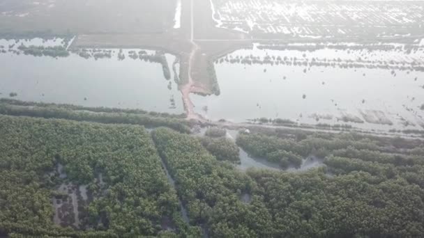 Árvore de mangue vista aérea. E a terra depois que a floresta clareia atrás . — Vídeo de Stock