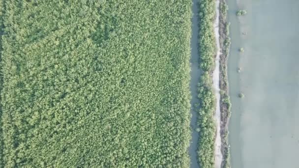 Mangrove bos luchtfoto bij Maleisië, Zuidoost-Azië. — Stockvideo