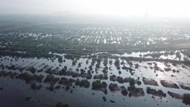 Área de pântano de mangue com vista aérea em Batu Kawan, Penang . — Vídeo de Stock