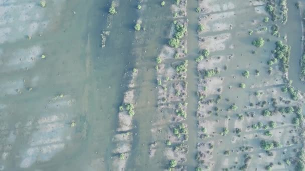 Letecký pohled mokřady mangrovníkové bažiny v dopoledních hodinách v Batu Kawan, Penang. — Stock video