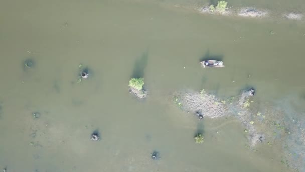 空中ビュー漁師は、バトゥ川、ペナンでネットを引く. — ストック動画