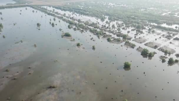 Zona del manglar aéreo . — Vídeos de Stock