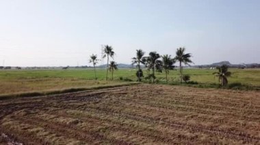 Penang, Malezya 'daki hindistan cevizi ağaçlarındaki balıkçıl kuşlarına doğru uç.