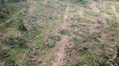 Yörünge, Güneydoğu Asya, Malezya 'daki petrol palmiyesi tarlasını vurdu..