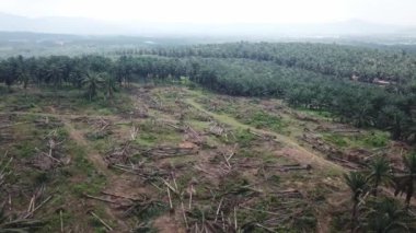 Güneydoğu Asya, Malezya 'daki petrol palmiyelerinin üzerinden uç.