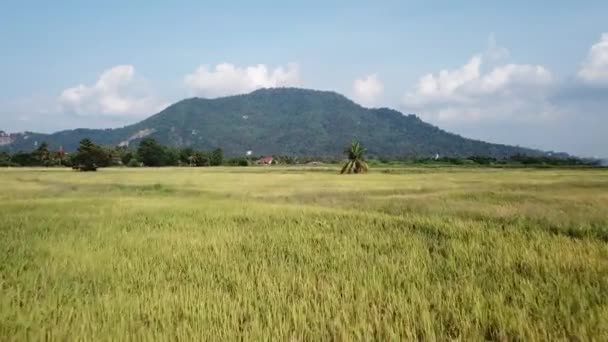 Volare attraverso risaia campo con sfondo Bukit Mertajam collina . — Video Stock