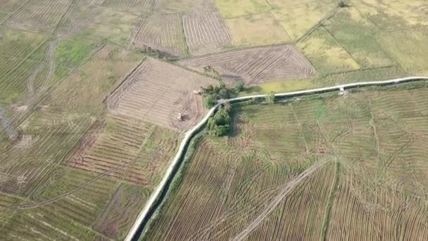 Luchtfoto oogstmachine verzamelen rijst padie in Maleisië, Zuidoost-Azië. — Stockvideo