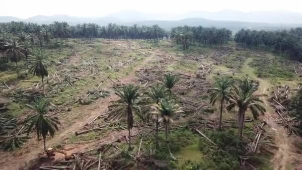 Palmolieplantages zijn helder en bereiden zich voor om in andere plantages te worden veranderd. — Stockvideo