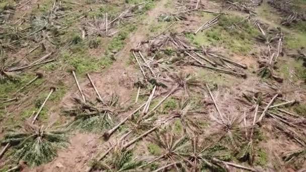 Palmera aceitera para replantación en Malasia, Sudeste Asiático . — Vídeo de stock