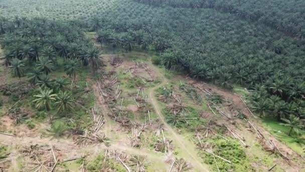 Excavadora limpia las tierras de plantación de palma aceitera . — Vídeos de Stock