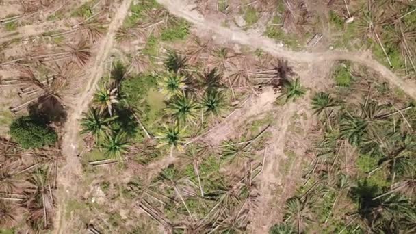 Vue de dessus défrichement à la plantation de palmiers à huile en Malaisie, Asie du Sud-Est . — Video