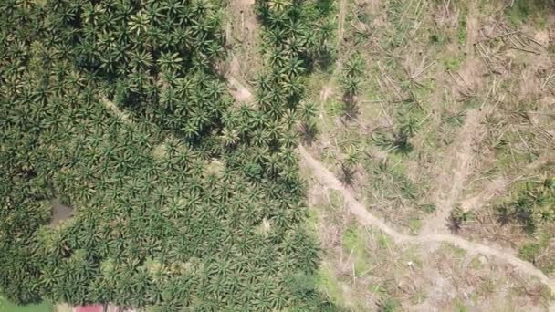 Vista aérea plantación de palma aceitera y actividad de limpieza de tierras . — Vídeos de Stock