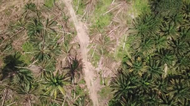 Atividade de limpeza de terras em óleo de palma na Malásia, Sudeste Asiático . — Vídeo de Stock