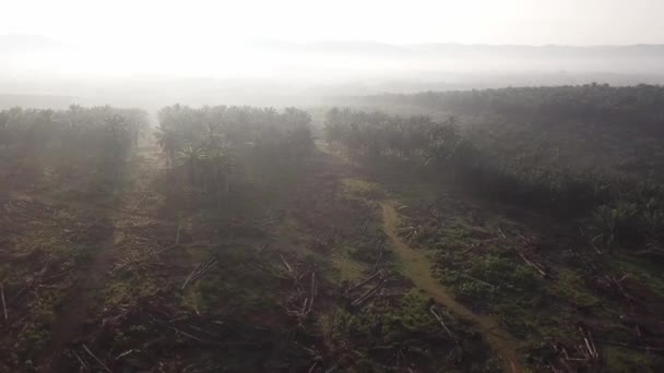 Markröjning av oljepalm på morgonen i Malaysia, Sydostasien. — Stockvideo