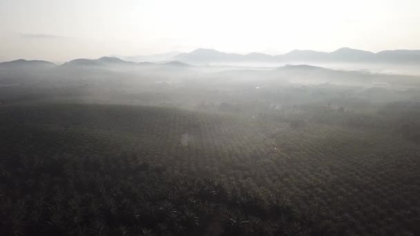 Oliepalmplantage in Maleisië op het platteland in de ochtend. — Stockvideo