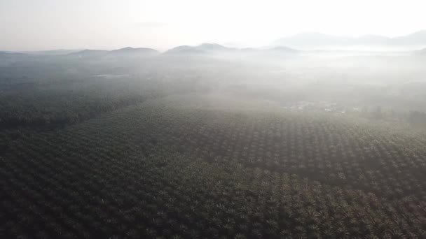 Luchtfoto oliepalmplantage in mistige ochtend in Maleisië, Zuidoost-Azië. — Stockvideo