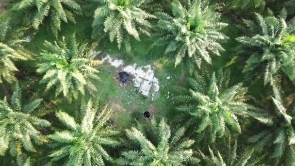 Widok z lotu ptaka nielegalne wyrzucanie śmieci do plantacji palmy olejowej. — Wideo stockowe