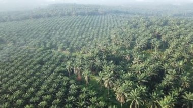 Sabahın erken saatlerinde palmiye ağaçlarının üzerinden uç..