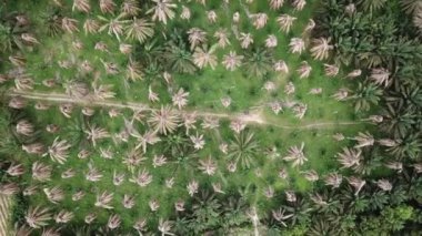 Kırsal kesimdeki palmiye ağaçlarının kuru görünümü.