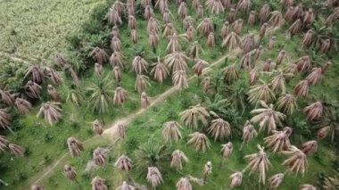 Palmiye yağı tarlasında kurumuş palmiye ağaçları..