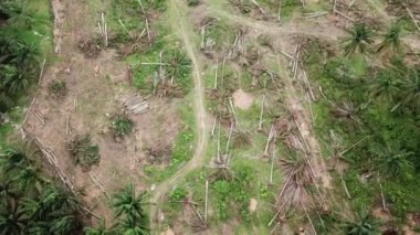 Malezya 'daki petrol palmiyesi tarlasında arazi temizliği.