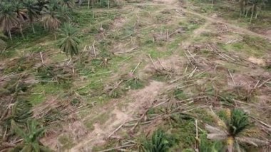 Diğer tarlalar için temiz yağ palmiyesi toprağı.