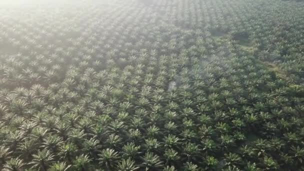 Palmölplantage am frühen Morgen in Malaysia, Südostasien. — Stockvideo