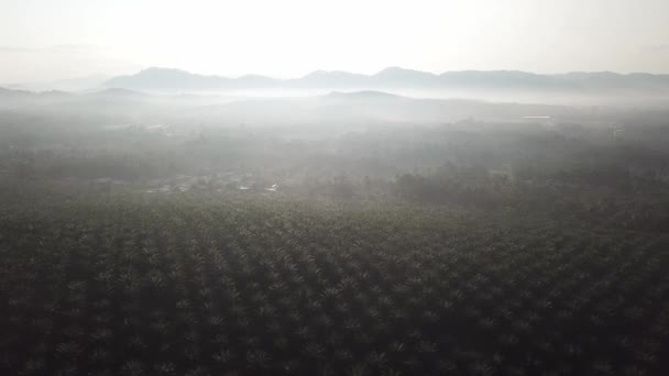 Village malais à l'intérieur de la plantation de palmiers à huile vue du haut . — Video