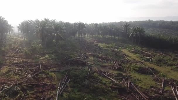 Terreno di piantagione di olio di palma ripulito per il reimpianto in Malesia, Sud-Est asiatico . — Video Stock