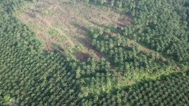 Aerial view land clearing the oil palm. — Stock Video
