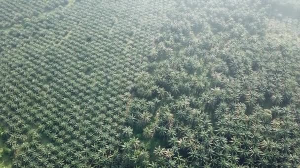 Flug über Ölpalmenplantage in Malaysia, Südostasien. — Stockvideo