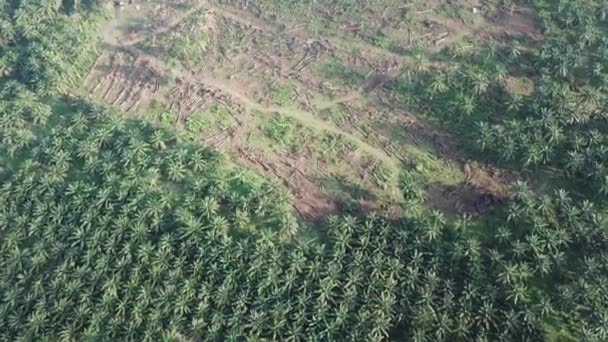 Vue aérienne terrain dégagé pour plantation en Malaisie, Asie du Sud-Est . — Video