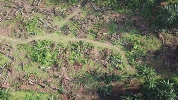 Markröjning av oljepalmplantage. — Stockvideo