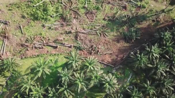 Défrichement de la plantation de palmiers à huile sans brûler en Malaisie . — Video