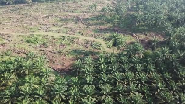 Landrodung auf Ölpalmenplantage in Malaysia, Südostasien aus der Luft. — Stockvideo