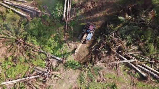 동남아시아, 말레 이지아 의발 굴 업자와 함께 있는 기름야자 나무 땅. — 비디오